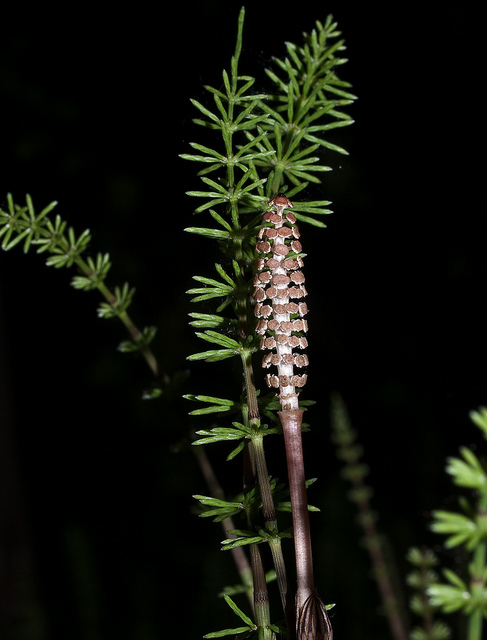 Equisetum arvensis